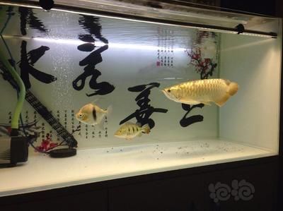 龍魚可以與什么魚混養，與龍魚混養的一些建議