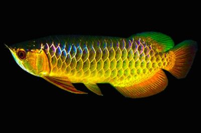 金龍魚有幾種底色，金龍魚品種鑒賞指南：金龍魚的底色種類豐富，金龍魚返垢現象解析