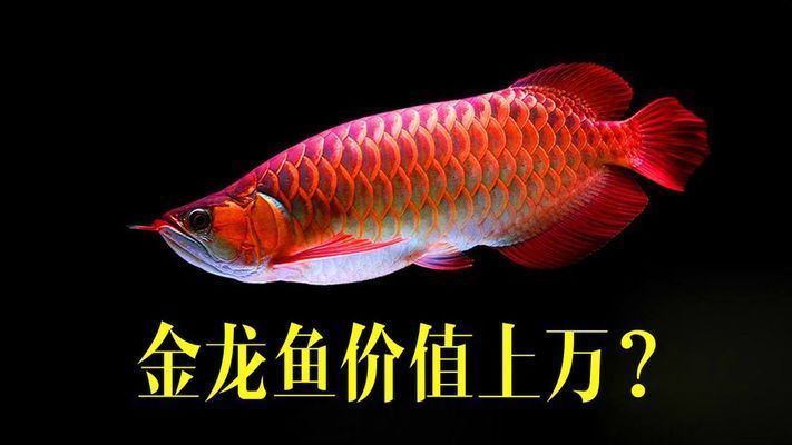 金龍魚好賣嗎值得買嗎多少錢 金龍魚好賣嗎值得買嗎多少錢 龍魚百科 第5張