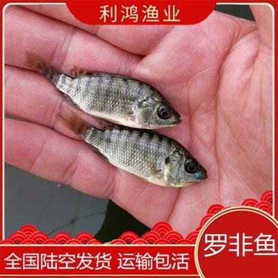 買紅龍魚的日記三年級作文怎么寫呀，——紅龍魚的日常飲食指南