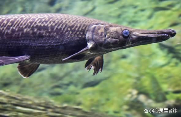 世界最大龍魚排名，世界上最大的龍魚排名