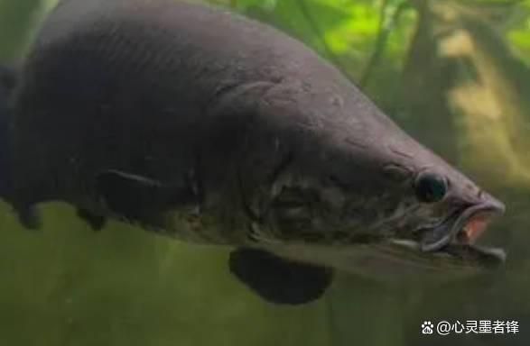 世界最大龍魚排名,世界上最大的龍魚排名 龍魚百科 第5張 世界最大龍魚排名,世界上最大的龍魚排名 世界最大龍魚排名,世界上最大的龍魚排名 龍魚百科 第5張