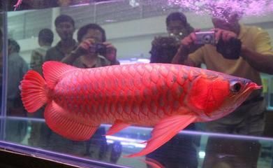 賣龍魚的網(wǎng)站有哪些軟件推薦，尋找售賣龍魚的網(wǎng)站和軟件