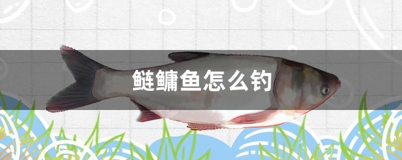 鰱鳙魚怎么釣
