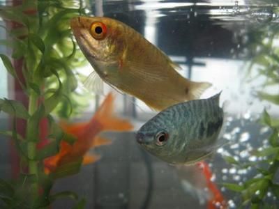 龍魚混養什么魚好，適合與龍魚混養的魚類品種