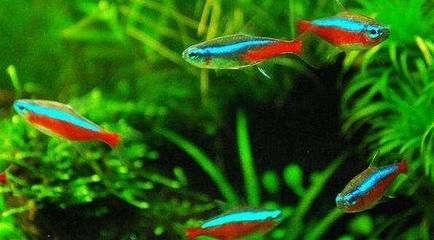 龍魚混養什么魚好，適合與龍魚混養的魚類品種
