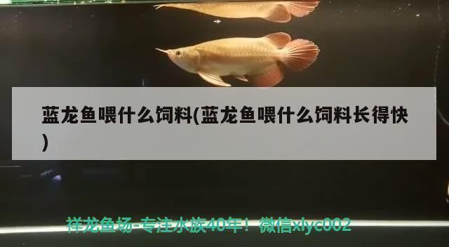 藍龍魚喂什么飼料長得快，如何自制藍龍魚飼料 藍龍魚喂什么飼料長得快，如何自制藍龍魚飼料 龍魚百科 第3張