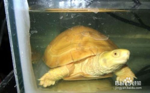 龍魚常見品種飼養(yǎng)方式是什么意思：龍魚常見品種飼養(yǎng)方式是什么