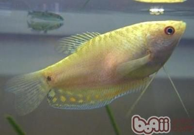 龍魚跟什么魚混養合適，適合與龍魚混養的魚類 龍魚跟什么魚混養合適，適合與龍魚混養的魚類 龍魚百科 第1張