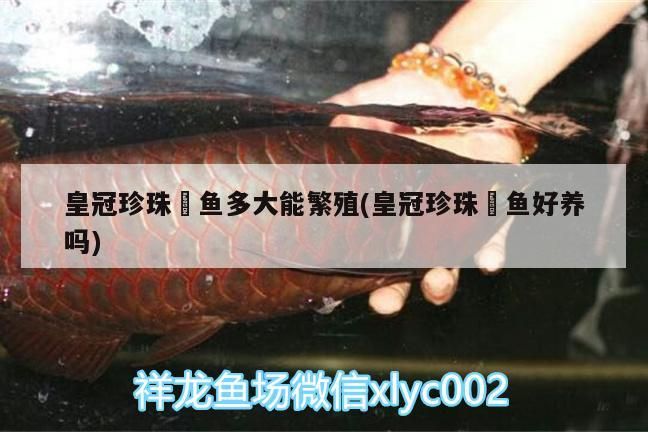 皇冠珍珠魟魚多大能繁殖(皇冠珍珠魟魚好養嗎) 皇冠珍珠魟魚多大能繁殖(皇冠珍珠魟魚好養嗎) 龍魚百科 第3張