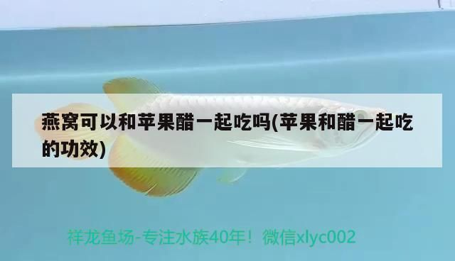 深圳最大賣金龍魚市場(chǎng)，深圳最大的金龍魚市場(chǎng) 深圳最大賣金龍魚市場(chǎng)，深圳最大的金龍魚市場(chǎng) 龍魚百科 第3張