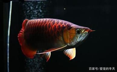 如何選一條好的龍魚呢，如何挑選一條好的龍魚