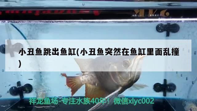 怎么減小魚(yú)缸氣泵的噪音(魚(yú)缸上濾消除噪音妙招) 龍魚(yú)百科 第3張 怎么減小魚(yú)缸氣泵的噪音(魚(yú)缸上濾消除噪音妙招) 怎么減小魚(yú)缸氣泵的噪音(魚(yú)缸上濾消除噪音妙招) 龍魚(yú)百科 第3張