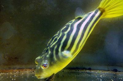 龍魚翻白肚怎么搶救？緊急處理與預防措施詳解，龍魚翻白肚的緊急搶救方法與預防措施全解析
