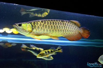 龍魚的食譜，關于龍魚的食譜和飼養方法