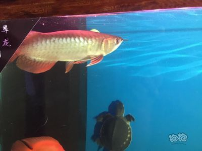 龍魚怎么看品相好壞啊,如何挑選健康活潑的龍魚? 龍魚百科 第4張 龍魚怎么看品相好壞啊,如何挑選健康活潑的龍魚? 龍魚怎么看品相好壞啊,如何挑選健康活潑的龍魚? 龍魚百科 第4張