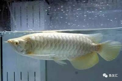 龍魚怎么看品相好壞啊,如何挑選健康活潑的龍魚? 龍魚百科 第5張 龍魚怎么看品相好壞啊,如何挑選健康活潑的龍魚? 龍魚怎么看品相好壞啊,如何挑選健康活潑的龍魚? 龍魚百科 第5張