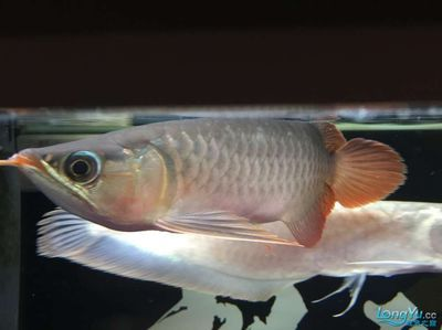 龍魚怎么看品相好壞啊,如何挑選健康活潑的龍魚? 龍魚百科 第6張 龍魚怎么看品相好壞啊,如何挑選健康活潑的龍魚? 龍魚怎么看品相好壞啊,如何挑選健康活潑的龍魚? 龍魚百科 第6張