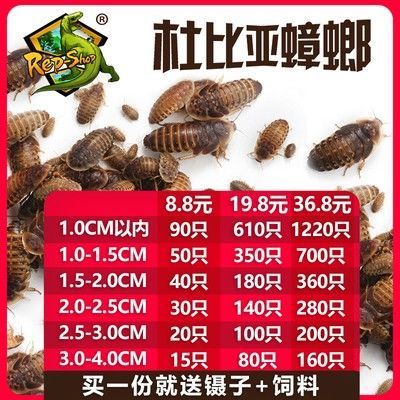 龍魚飼料排行榜前十名品種大全及價格表圖：2024年龍魚飼料排行榜