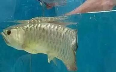 金龍魚幼苗價格多少（金龍魚幼苗的價格因品種、大小、健康狀況、購買地點等因素而異）