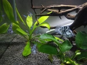 迷你龍魚體型最小的龍魚多大可以繁殖，迷你龍魚的繁殖條件與年齡需求