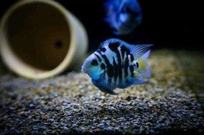 迷你龍魚體型最小的龍魚多大可以繁殖，迷你龍魚的繁殖條件與年齡需求
