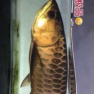 金龍魚極品古典藍價格，極品古典藍金龍魚價格走勢分析