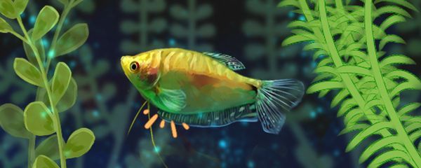 龍魚(yú)配對(duì)的行為有哪些特點(diǎn)，如何判斷龍魚(yú)性別差異 龍魚(yú)配對(duì)的行為有哪些特點(diǎn)，如何判斷龍魚(yú)性別差異 龍魚(yú)百科 第4張
