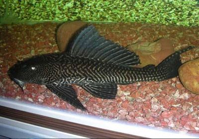 龍魚飼料魚,蝦虎魚能混養(yǎng)嗎為什么不吃魚：龍魚和蝦虎魚在混養(yǎng)上是有可能的，但需要注意上述條件和風險