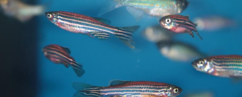 保山魚缸批發市場在哪里啊多少錢（保山哪里有賣魚缸的）