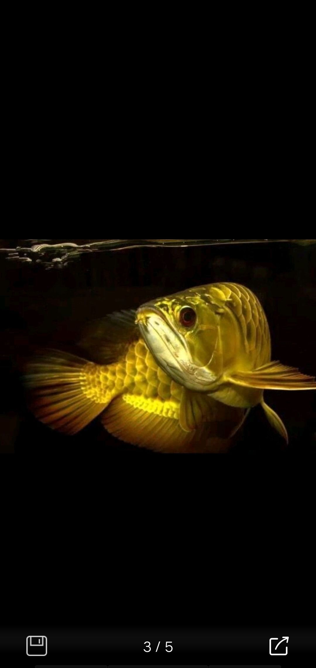 保山魚缸批發市場在哪里啊多少錢（保山哪里有賣魚缸的）
