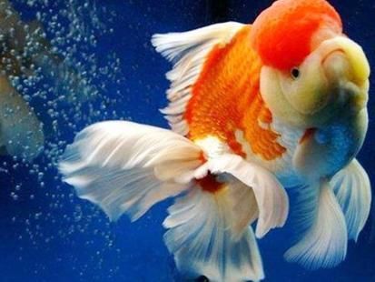 金龍魚換水過多怎么辦，如何檢測魚缸水質參數，金龍魚自我調節能力介紹