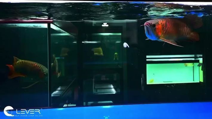 日本紅龍魚玩家是誰（關于日本紅龍魚玩家的具體信息） 日本紅龍魚玩家是誰（關于日本紅龍魚玩家的具體信息） 龍魚百科 第4張