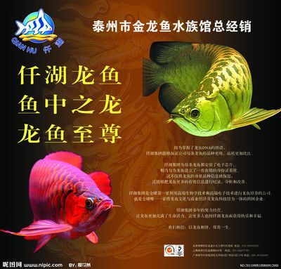 金龍魚雕刻圖，金龍魚雕刻圖片 金龍魚雕刻圖，金龍魚雕刻圖片 龍魚百科 第3張
