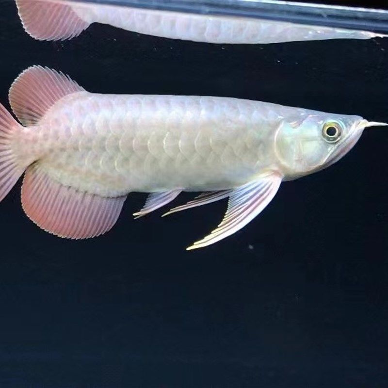 金龍魚幼苗多久能長大，金龍魚幼苗多久能長大的詳細信息金龍魚幼苗營養需求詳解 金龍魚幼苗多久能長大，金龍魚幼苗多久能長大的詳細信息金龍魚幼苗營養需求詳解 龍魚百科 第4張