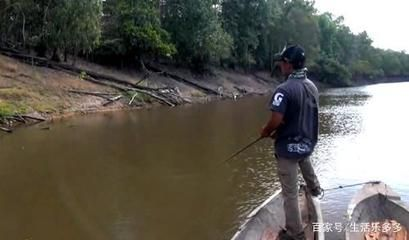 金龍魚用什么釣在哪里釣，金龍魚釣法技巧