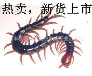 龍魚怎么上色好看又好養(yǎng)，如何選擇適合龍魚的魚缸顏色 龍魚怎么上色好看又好養(yǎng)，如何選擇適合龍魚的魚缸顏色 龍魚百科 第1張