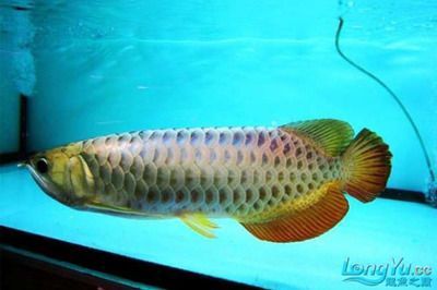 金龍魚的分類有哪些種類，金龍魚與其他觀賞魚比較，金龍魚的風水寓意解析