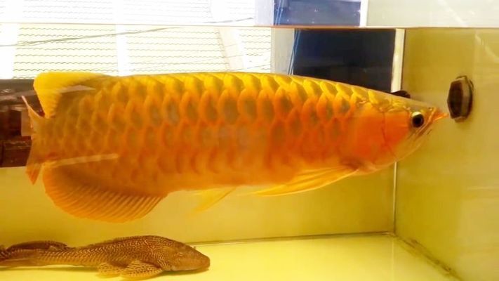金龍魚(yú)怎么辨別好壞（如何辨別金龍魚(yú)的好壞）