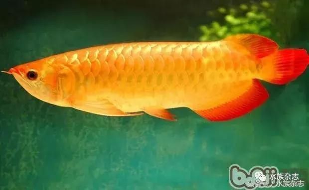 龍魚造型，亞洲龍魚造型特點：金龍魚，珍珠龍，