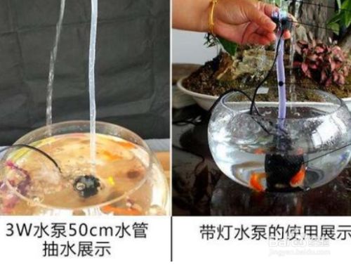 香港觀賞魚清關流程圖片大全（觀賞魚進口需要什么證）