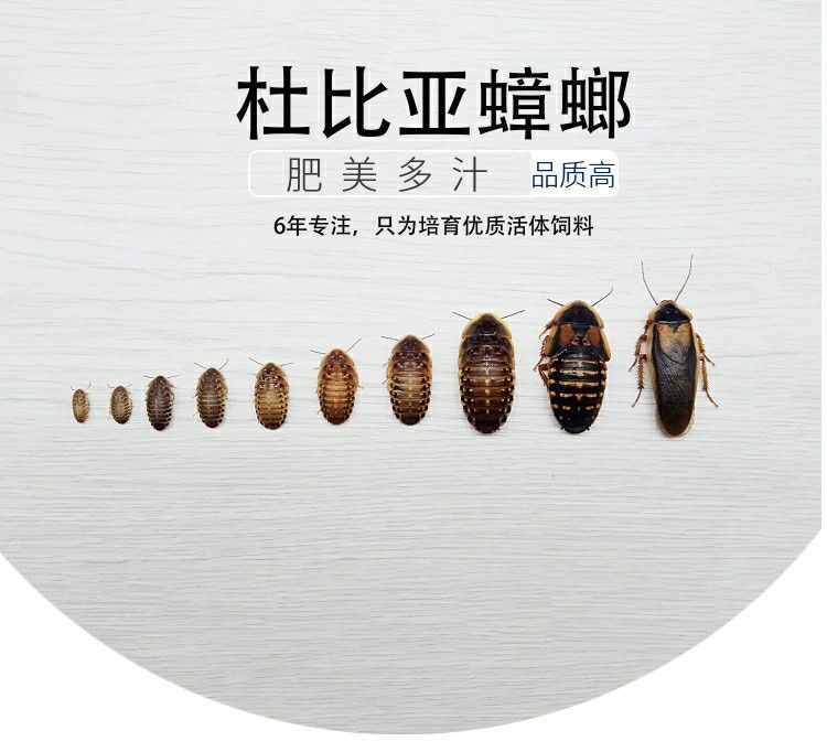 龍魚吃啥活體，飼養龍魚的注意事項