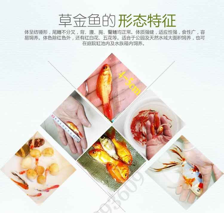 龍魚吃啥活體，飼養(yǎng)龍魚的注意事項 龍魚吃啥活體，飼養(yǎng)龍魚的注意事項 龍魚百科 第4張