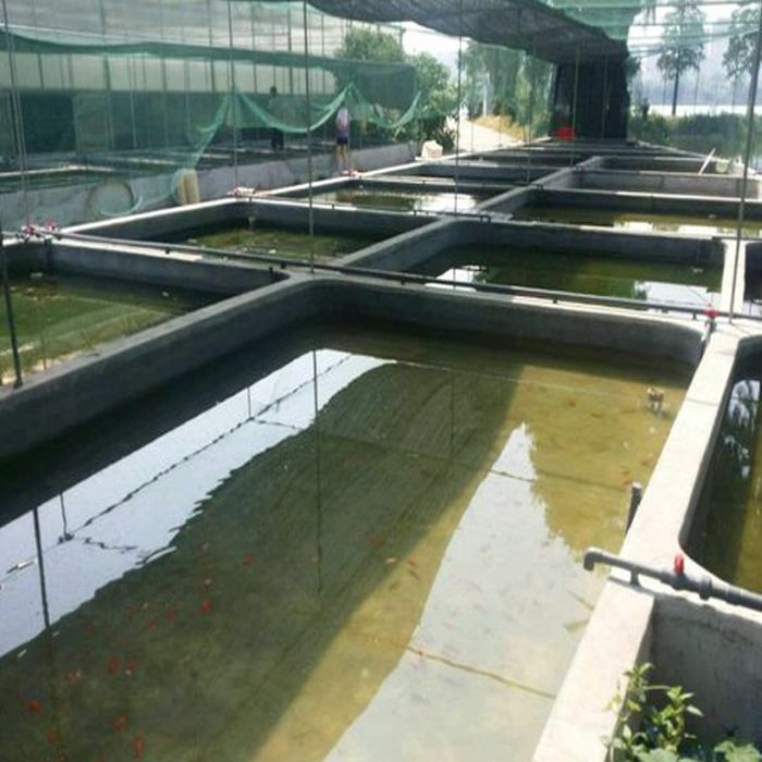 龍魚吃啥活體，飼養(yǎng)龍魚的注意事項 龍魚吃啥活體，飼養(yǎng)龍魚的注意事項 龍魚百科 第6張