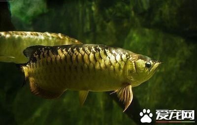青龍魚為什么便宜很多，青龍魚價格較低的主要原因