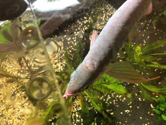 龍魚魚食殺菌多長時間，龍魚魚食的殺菌處理是確保水質清潔和避免傳播的關鍵步驟