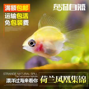 宿遷魚缸定制電話地址在哪里啊（宿遷魚缸批發市場在哪里）