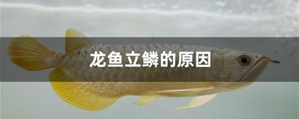 龍魚立鱗治療過程圖解（龍魚立鱗病的治療方法） 龍魚立鱗治療過程圖解（龍魚立鱗病的治療方法） 龍魚百科 第5張