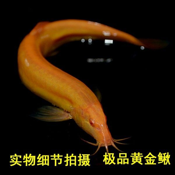 金龍魚活體價格，金龍魚價格波動,金龍魚觀賞價值評估,