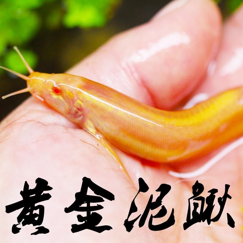 金龍魚活體價格，金龍魚價格波動,金龍魚觀賞價值評估,